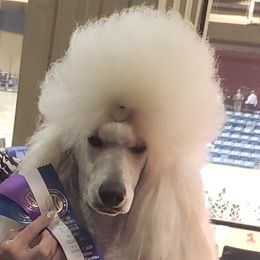 Cannoli - Poodle