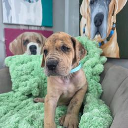 Ouiser - Merle female Great Dane puppy in Granby, Missouri from HCR Great Danes