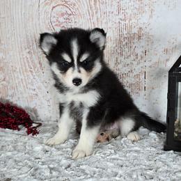 Archie - Black and white male Pomsky puppy in Atwood, Illinois from Peace Road Puppies