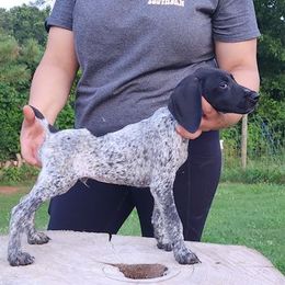 German Shorthaired Pointers and German Wirehaired Pointers from All American Pointers