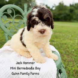 Jack Hammer - Brown and white male Bernedoodle puppy in Grove, Oklahoma from Guinn Family Farms