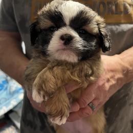 Lavender - Luna - Brindle and white female Shih Tzu puppy in Mays Landing, New Jersey from Fancy Paws Shorkies & Shih Tzus