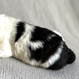 Henri - Sheepadoodle puppy in California from Sheepadoodles of Orange County