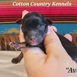 Ava - Black phantom female Aussiedoodle puppy in Vinemont, Alabama from Cotton Country Kennels
