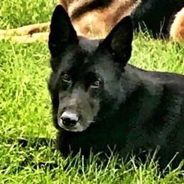 German Shepherds from Guardians at the Gate