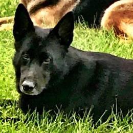 German Shepherds from Guardians at the Gate