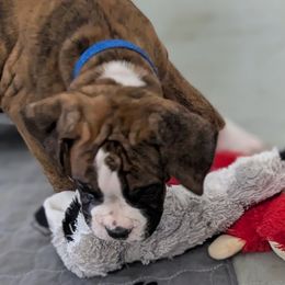 Ronnie - Brindle male Boxer puppy in New Holland, Pennsylvania from Shady Rill puppies