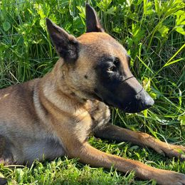Ava - Belgian Malinois