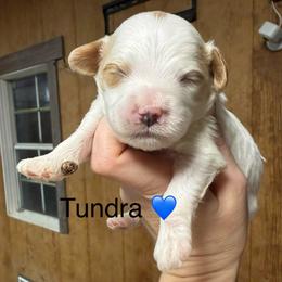 Tundra - White male Cavapoo puppy in Greensburg, Kentucky from Doodle Me Crazy