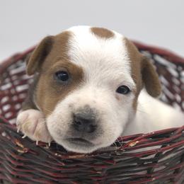 Scout - Tan and white female Jack Russell Terrier puppy in Menifee, California from Wendover Terriers