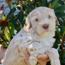 Labradoodle Puppies from Circle City Labradoodles
