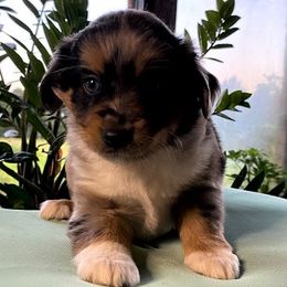 "BMF - (Ariel) Stormie X Big" Australian Shepherd and Miniature Australian Shepherd Puppies from Flying S Aussies