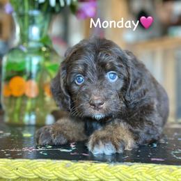 Monday - Red tri-color female Aussiedoodle puppy in Lancaster, Minnesota from Finney Ranch