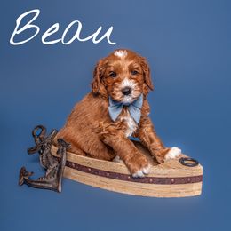 Australian Labradoodle Puppies from Swinging Gate Labradoodles