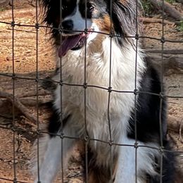 Brooklyn - Toy Australian Shepherd