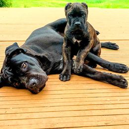 Cane Corso Puppies from King of Kings Cane Corso
