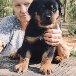 Red Girl - Black and mahogany female Rottweiler puppy in Newberry, Florida from Darkstarr Rottweilers