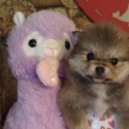 Pomeranians from Once Upon A Puff