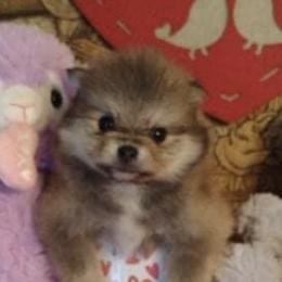Pomeranians from Once Upon A Puff