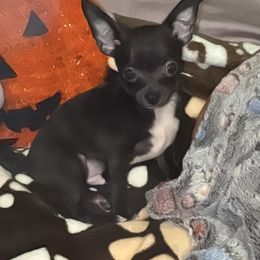 JJ - Blue and white male Chihuahua puppy in Pounding  Mill, Virginia from Rosa's Chihuahuas