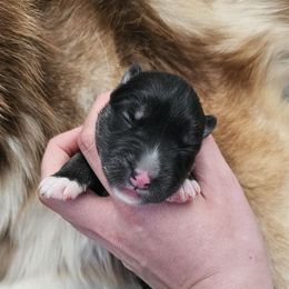 Madrona - Agouti and white female Siberian Husky puppy in Lakebay, Washington from Cascade Siberians