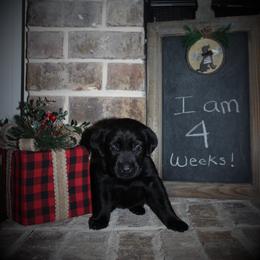 "Faye x Cain Whelped 12/1/20" Labrador Retriever Puppies from Triple L Labs & Co.