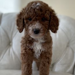 Buddy - Red  male Goldendoodle puppy in Kansas City, Kansas from Bella & Ivy’s Mini Goldendoodles of KC