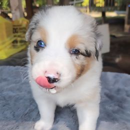 Boy 2 - Blue merle male Australian Shepherd puppy in Luther, Michigan from Pine River Australian Shepherds