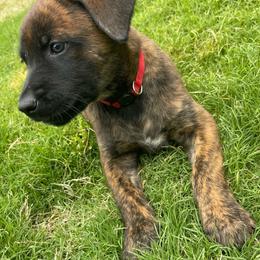 Aang - Brindle male xDutch Shepherd puppy in Chelsea, Alabama from Alliance K9