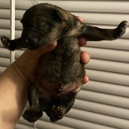 Boy 2 - Sable male German Shepherd puppy in Pahrump, Nevada from Wachhund Kennels