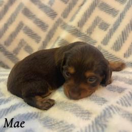 Mae - Chocolate and tan female Dachshund puppy in Aiken, South Carolina from State Eight Dachshunds