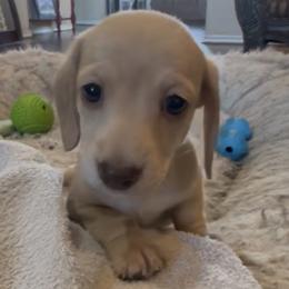 Chocolate based shaded cream female - Cream female Dachshund puppy in Farmersville, Texas from Dixie Doxies