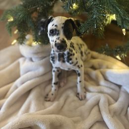Vader - White and black male Dalmatian puppy in Fort Cavasos, Texas from Mainstreet Dalmation