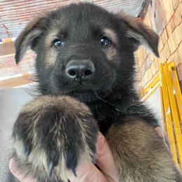 Black Collar - Black and tan male German Shepherd puppy in Kansas, Ottawa, Kansas from Import German Shepherds of Kansas