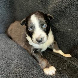 Maizy Mae Girl-6 - Black tri-color female Australian Shepherd puppy in Mena, Arkansas from Fat-Bottom Farms
