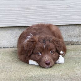 Australian Shepherd Puppies from Forte Australian Shepherds & Co.