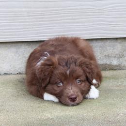 Australian Shepherd Puppies from Forte Australian Shepherds & Co.