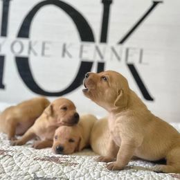 Labrador Retriever Puppies from Holyoke Kennel
