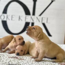 Labrador Retriever Puppies from Holyoke Kennel