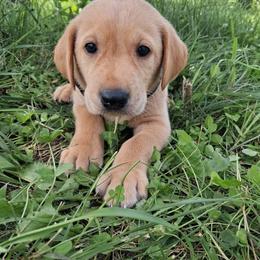Black Boy - Yellow male Labrador Retriever puppy in Potosi, Wisconsin from Point and Flush Gun Dogs