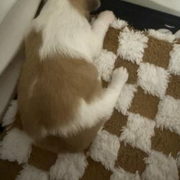 Shih Tzu Puppies from Wood Foo Breeders