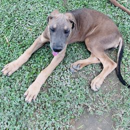 Blue Fawn Tan Point - Fawn female Great Dane puppy in Devine, Texas from Texas Devine Danes & Aussies