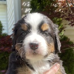 Bernese Mountain Dog puppies from A little bit of heaven