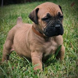 Boy 3 - Brown male Boerboel puppy in Naples, New York from Freedom Boerboels LLC