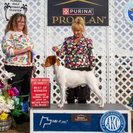Dodger - White and orange male Brittany puppy in Belleview, Florida from Gourley's Brittanys
