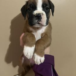 Boxer Puppies from Rumors of Luv Boxers
