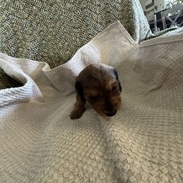 Dachshund Puppies from King Funny Farm