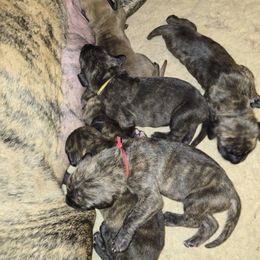 Doberman Pinscher and Great Dane Puppies from Draggin Dobermans & Great Danes