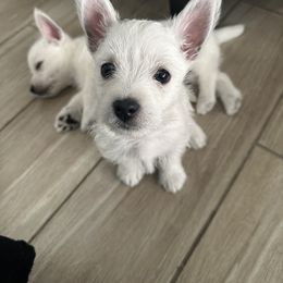 West Highland White Terrier Puppies from De Leon Westies