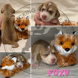 Foxy - Cream female Dachshund puppy in Fond Du Lac, Wisconsin from Clucking Homestead Springers & Dachshunds